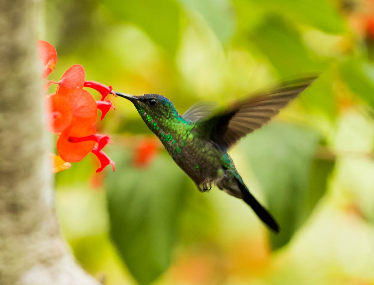What’s the Right Ratio for Hummingbird Nectar? (And Why)